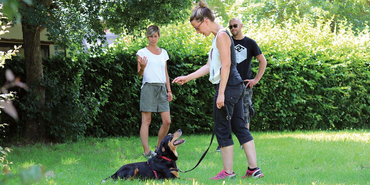 let's dog - Hundetraing & Hundepension Uehfeld
